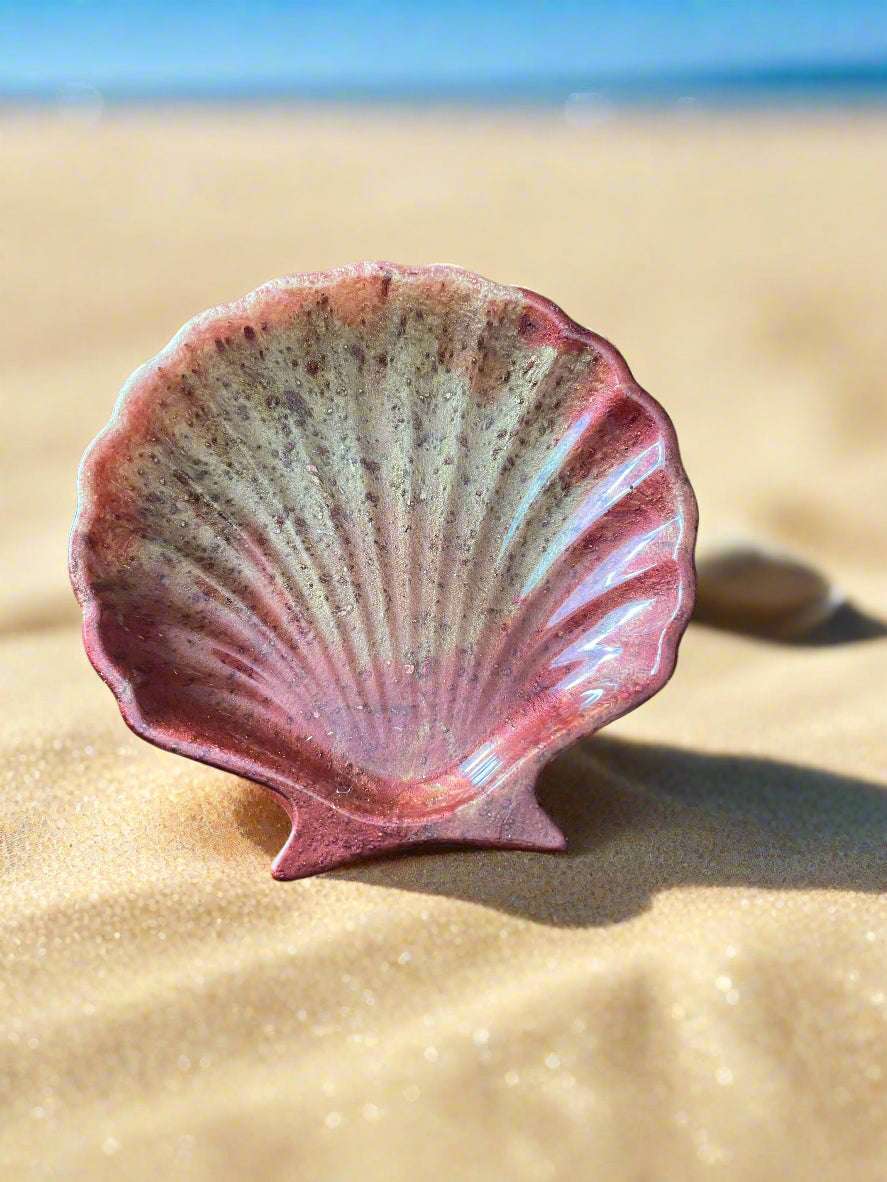 Sunburst Seashell